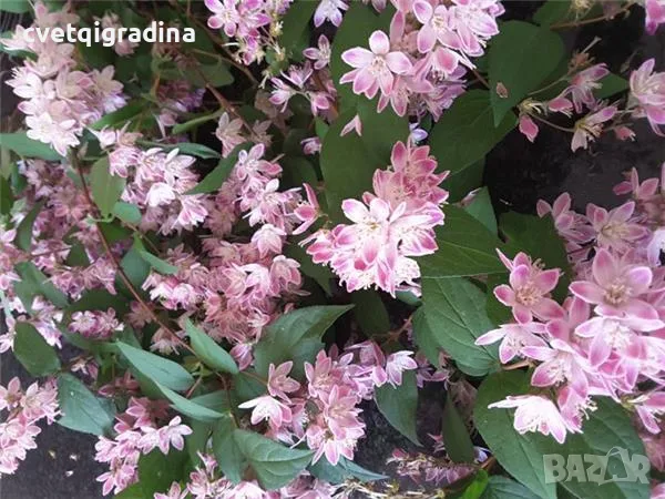 Deutzia Strawberry fields(Дойция ягодова ливада), снимка 3 - Градински цветя и растения - 55639496