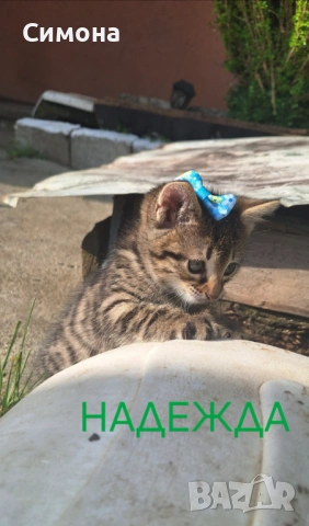 Подаряват се котенца, снимка 3 - Други - 54933946
