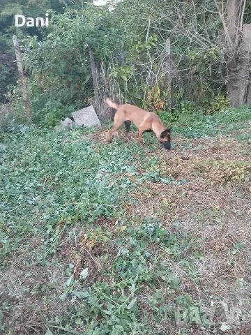 Malinova Belgiska Ovcarka, снимка 6 - Белгийска овчарка - 55553745