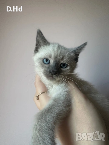 Сиамски котета, снимка 7 - Сиамска - 51604396