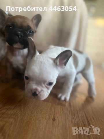 Бебета Френски Булдоци, снимка 2 - Френски булдог - 54174661