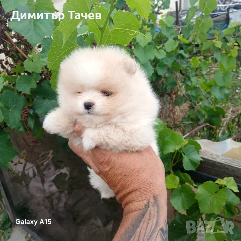 Женски померан с първа ваксина, снимка 3 - Померан - 55218754