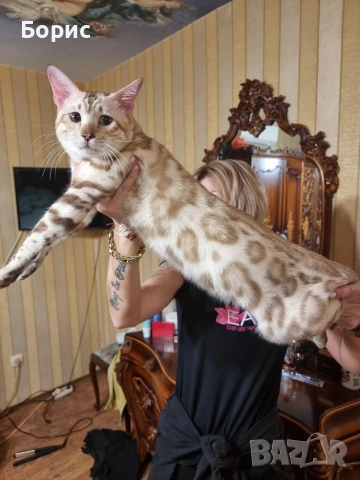 Бенгалски котета, снимка 8 - Бенгалски - 35882650
