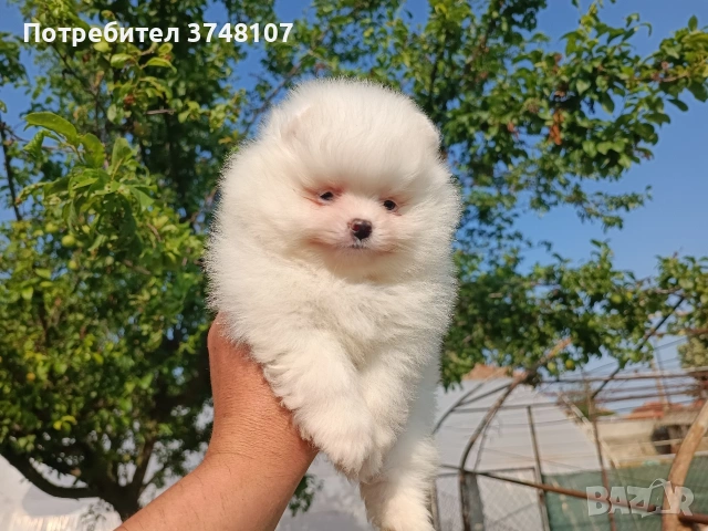 Померан/Померани , снимка 13 - Померан - 53999282