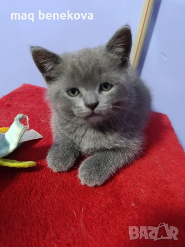 Продавам прекрасно правоухо шотландско момиченце!, снимка 10 - Британска късокосместа - 54075466