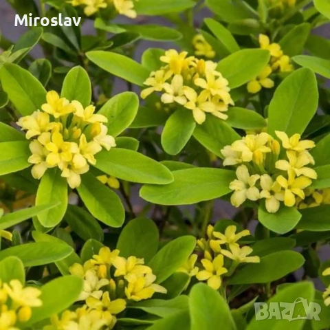 Дафне „Кралска корона“, снимка 5 - Градински цветя и растения - 54542355