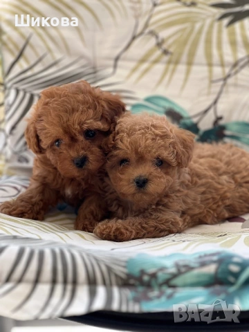 Малтипу пудел, снимка 2 - Пудели - 54305764