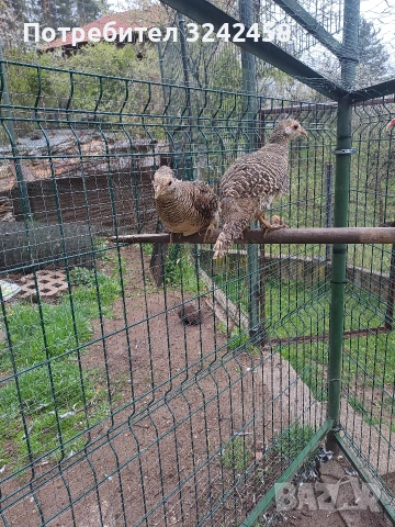 Фазани и феникс , снимка 5 - други­ - 54267729