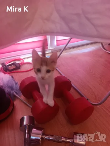Малки  Котета момиченца