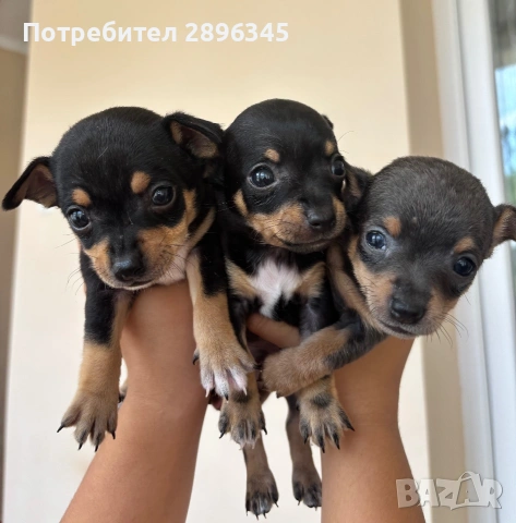 Малки кученца , снимка 2 - Пинчер - 55072692