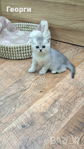 Британски късокосмести, снимка 11 - Британска късокосместа - 54100765