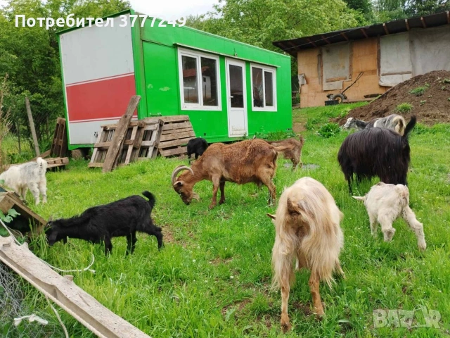Продавам кози , снимка 7 - Кози - 54483034