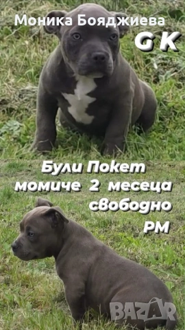 Американско були покет-момиче, снимка 2 - Американски стафордширски териер - 54728782