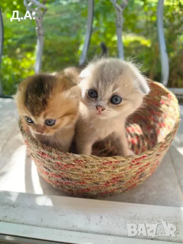 🐾 Чистокръвни котенца Scottish Fold / Scottish Straight – Golden & Silver 🐾, снимка 3 - Чинчили - 55353347