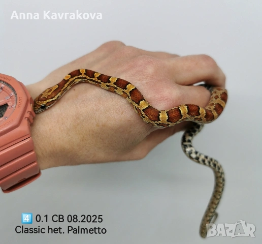 Царевични смоци /царевичен смок , снимка 11 - Змии - 54011711