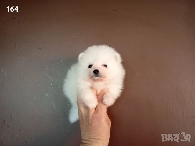 Бели Померани. Различни възрасти! , снимка 5 - Померан - 54149246