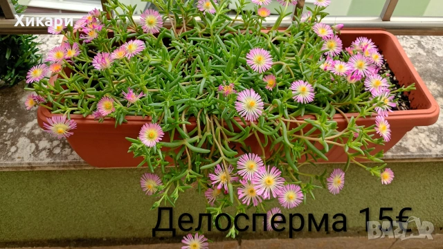 Делосперма в сандъче ( голямо растение )