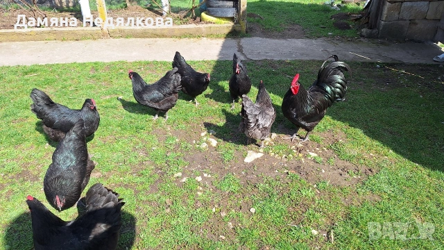 Разплодни яйца от австралорп 