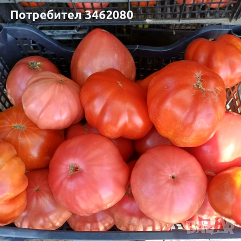 Разсад - Домати, снимка 7 - Разсади - 53999169