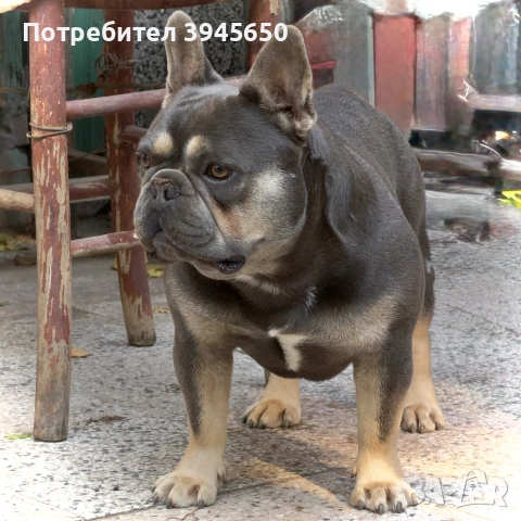 Френски булдог (разплод) , снимка 3 - Френски булдог - 55042966