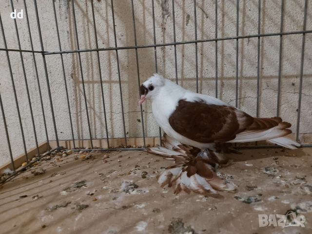 саксонски чайки , снимка 2 - Гълъби - 54651207