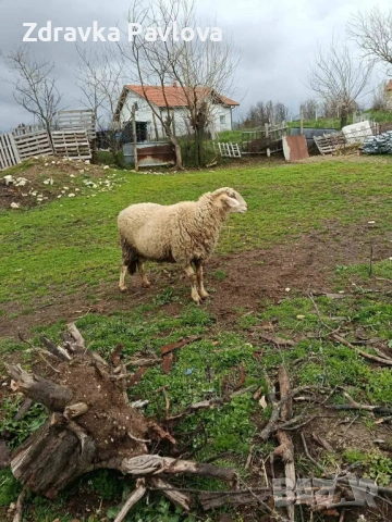 ПРОДАВАМ КОЧ