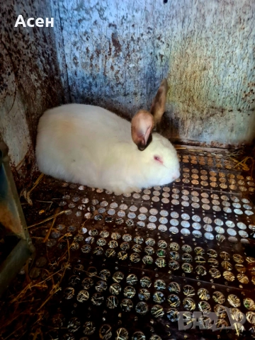 Мъжки заек за разплод , снимка 2 - Други - 54321145