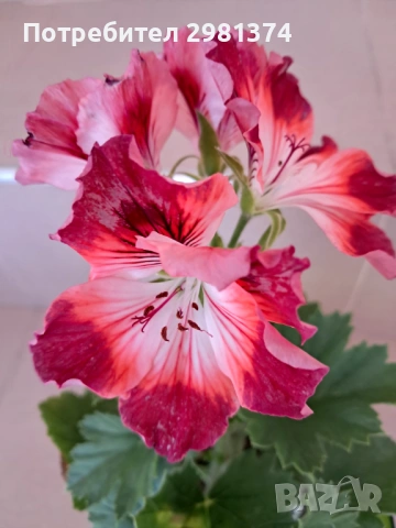 Кралско мушкато