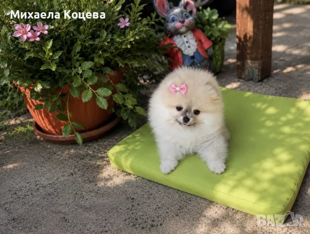 Мини померан на 3 месеца