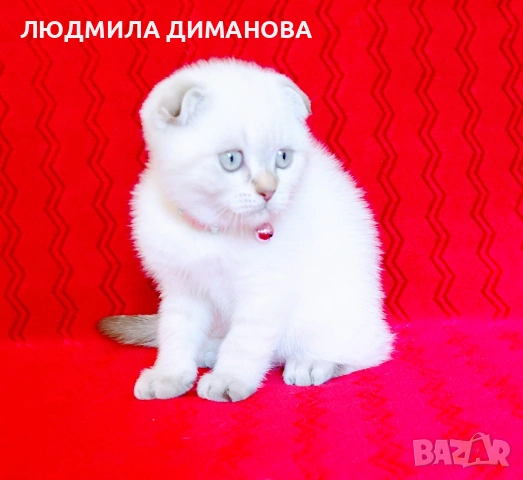 Шотландско мъжко , снимка 7 - Британска късокосместа - 54737564