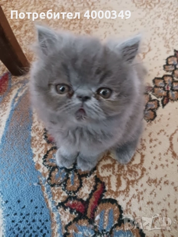Продавам персийски женски котета