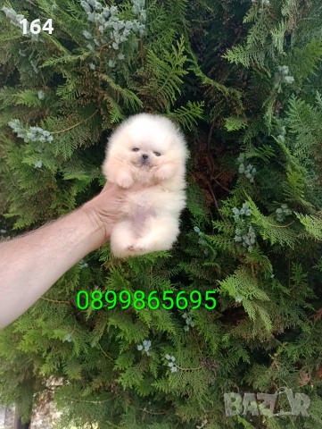 Миниатюрно мини момиченце. Померан., снимка 4 - Померан - 54970447