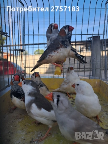 продавам зеброви амадини 2026, снимка 3 - Амадини - 54313788