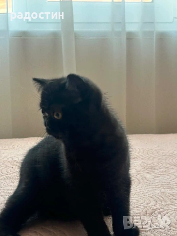 Малки шотландски котенца , снимка 5 - Британска късокосместа - 54858683
