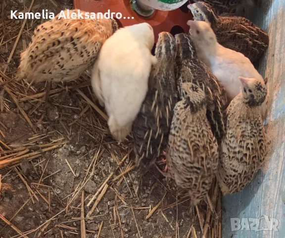 Пъдпъдъци на различна възраст, снимка 2 - Кокошки и пуйки - 55429142