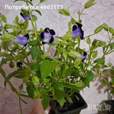 Комплект Цветя Торения, снимка 6 - Градински цветя и растения - 54886857
