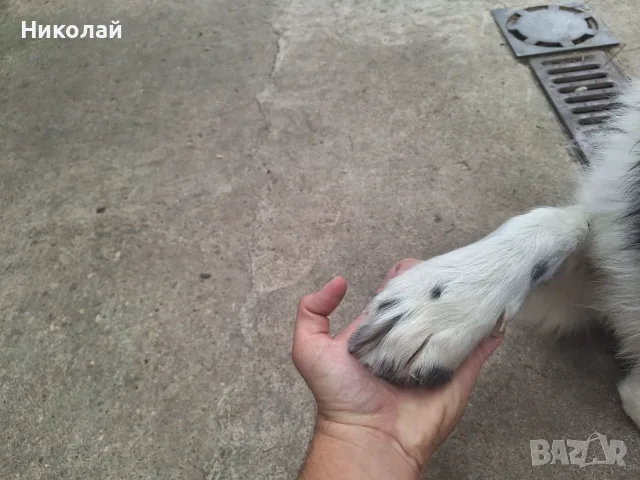 Каракачанско куче, снимка 6 - Каракачанска овчарка - 55657071