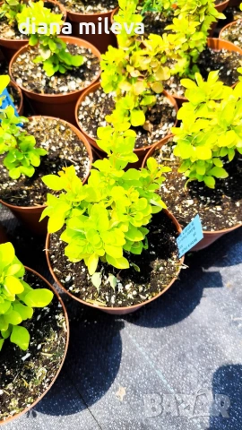 Берберис Мария, Berberis thunbergii ‘Maria'!!!, снимка 6 - Градински цветя и растения - 55016079