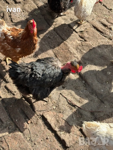 Кокошки голошийки , снимка 2 - Кокошки и пуйки - 54265139