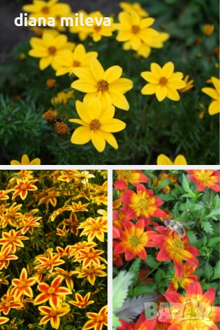 Три различни сорта Биденс!!