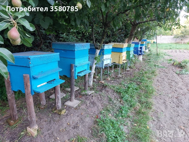 Продавам Пчелни Семейства , снимка 6 - За пчели - 55174306