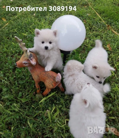 Мини шпиц-померан