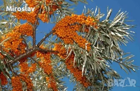 Облепиха (Hippophae), снимка 6 - Градински цветя и растения - 54688532