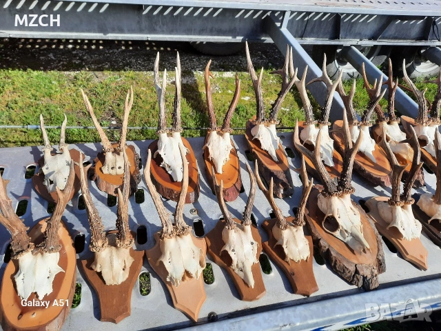 Трофей от сърндак. , снимка 4 - Декорация за дома - 54045665