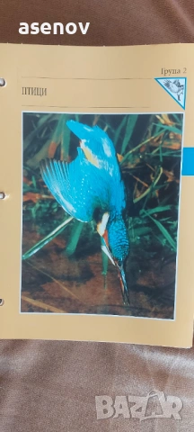 Енциклопедия за животинския свят , снимка 3 - Колекции - 54143489