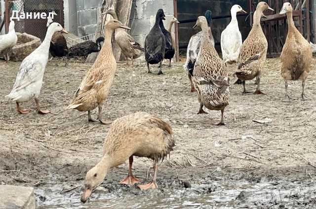 Яйца от Индийски бегач, снимка 6 - Патици и гъски - 54117284