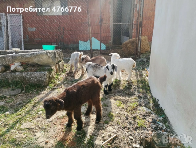 продавам 6 броя ярета на два месеца, снимка 2 - Кози - 54293716