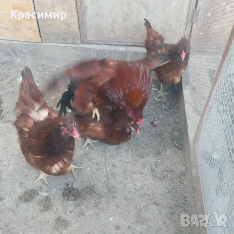 Кокошки Ексел 10м., снимка 3 - други­ - 54309271