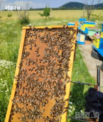 пчелни отводки, снимка 4 - За пчели - 54080460