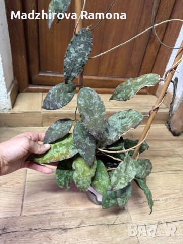 Hoya Хоя Caudata Green Borneo , снимка 4 - Стайни растения - 54920309